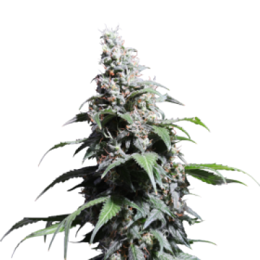 Pineapple Poison Feminised Cannabis Seeds