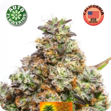 Pineapple  Sativa  Auto  Flowering  Cannabis  Seeds 0