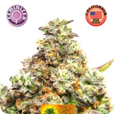 Pineapple  Sativa  Feminised  Cannabis  Seeds