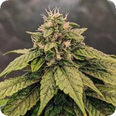 Pink  Gelati  Auto  Flowering  Cannabis  Seeds