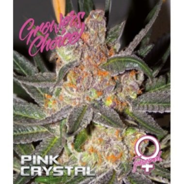 Pink  Crystal  Feminised  Cannabis  Seeds 0