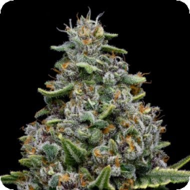 Pink  Matcha  Slush  Feminised  Cannabis  Seeds 0