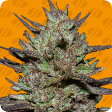 Pink  Rozay  Feminised  Cannabis  Seeds