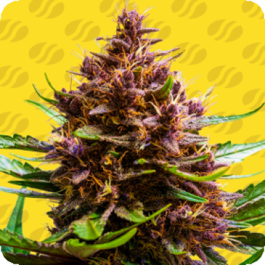 Pink  Rozay  X  Strawberry  Banana  Auto  Flowering  Cannabis  Seeds