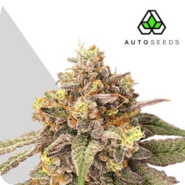 Pink  Runtz  Auto  Flowering  Cannabis  Seeds