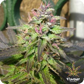 Pink  Runtz  Feminised  Cannabis  Seeds
