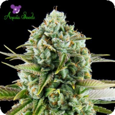 Pink  Starburst  Feminised  Cannabis  Seeds 0