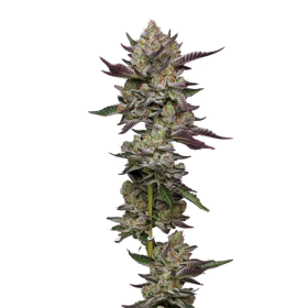 Poddy  Mouth  Feminised  Cannabis  Seeds