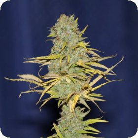 Power  Africa  F A S T  Feminised  Cannabis  Seeds