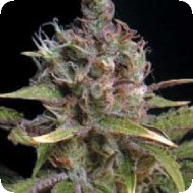 Power  Africa  Feminised  Cannabis  Seeds