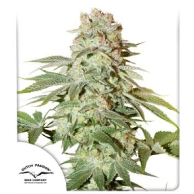 Power  Plant  Auto  Flowering  Cannabis  Seeds