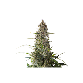 Prima  Holandica  Regular  Cannabis  Seeds 0