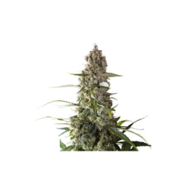 Prima  Holandica  Regular  Cannabis  Seeds 0