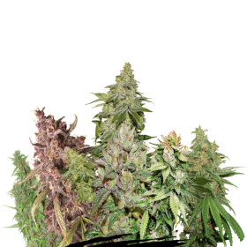 Pro  Auto  Flowering  Cannabis  Seeds  Mix 0