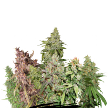 Pro  Auto  Flowering  Cannabis  Seeds  Mix 0