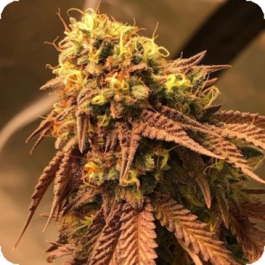 Problem  Child  Regular  Cannabis  Seeds 0