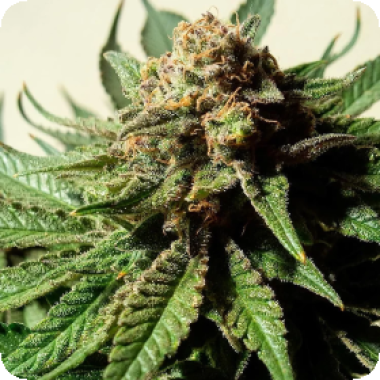 Psychotropic  Mass  Feminised  Cannabis  Seeds