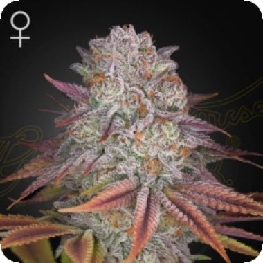 Pulps Friction Feminised Cannabis Seeds 0