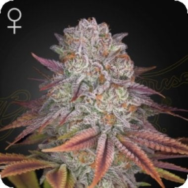 Pulps  Friction  Feminised  Cannabis  Seeds 0