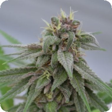 Pure  Kush  Feminised  Cannabis  Seeds 0