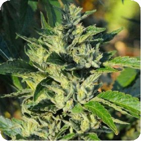 Pure  Kush  Regular  Cannabis  Seeds