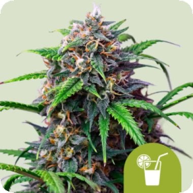 Purple Lemonade Auto 1