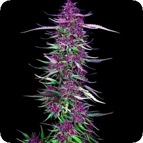 Purple  Berry  Kush  Feminised  Cannabis  Seeds 0