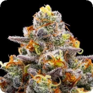 Purple  Boost  Highness  Feminised  Cannabis  Seeds