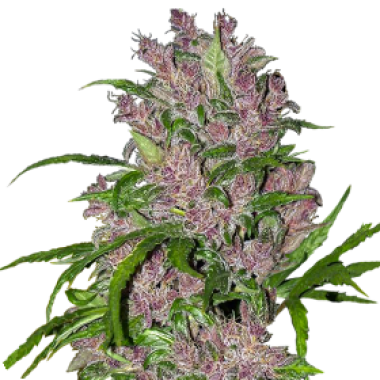 Purple Bud Automatic