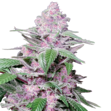 Purple  Cookie  Kush  Feminised  Cannabis  Seeds 0