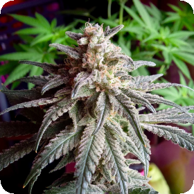 Purple  Dawg  Mass  Auto  Flowering  Cannabis  Seeds 0