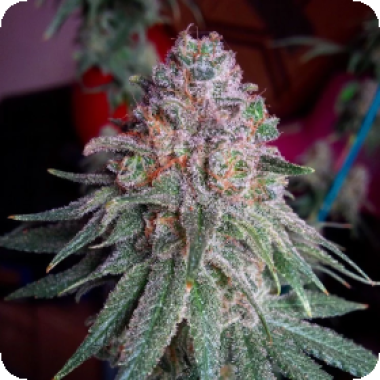 Purple  Dawg  Mass  Feminised  Cannabis  Seeds 0