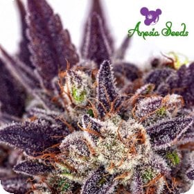 Purple  Domina  Auto  Flowering  Cannabis  Seeds