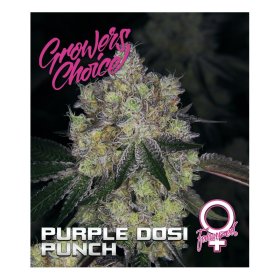 Purple  Dosipunch  Feminised  Cannabis  Seeds 0