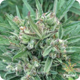 Purple  Gelato  Feminised  Cannabis  Seeds