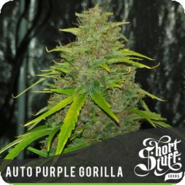 Purple  Gorilla  Auto  Flowering  Cannabis  Seeds