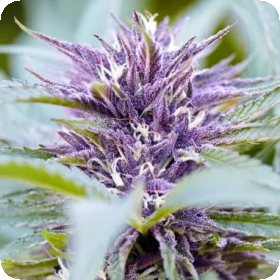 Purple  Haze  Auto  Flowering  Cannabis  Seeds