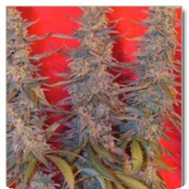 Purple  Maroc  Feminised  Cannabis  Seeds