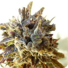 Purple  Mazar  Regular  Cannabis  Seeds