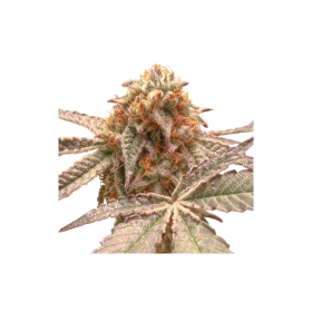 Purple  O G  Punch  Feminised  Cannabis  Seeds