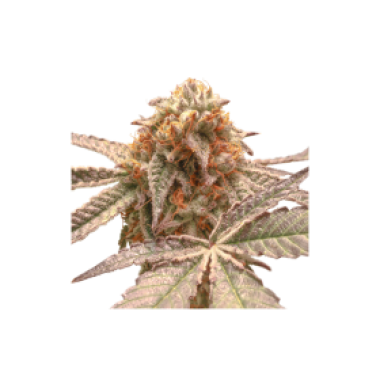 Purple  O G  Punch  Feminised  Cannabis  Seeds