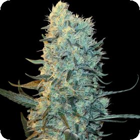 Purple  Pinecone  Feminised  Cannabis  Seeds