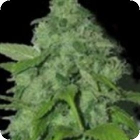 Purple  Pinecone  Feminised  Cannabis  Seeds 0
