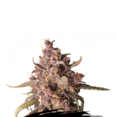 Purple  Punch  Auto