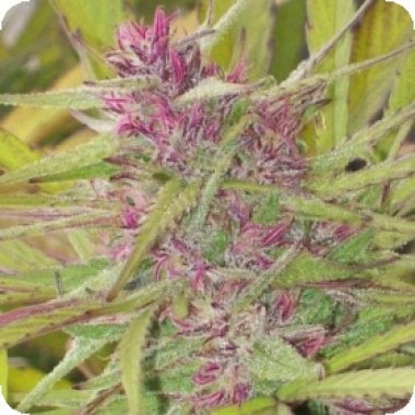 Purple  Satellite  Regular  Cannabis  Seeds 0