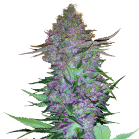 Purple  Skunk  Auto  Flowering  Cannabis  Seeds