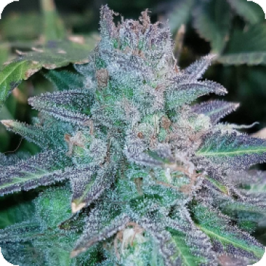 Purple Skunk Mass Auto Flowering Cannabis Seeds 0