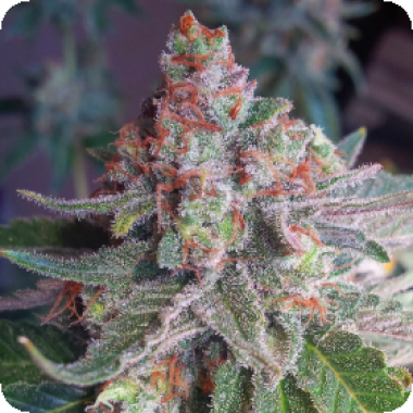 Purple  Skunk  Mass  Feminised  Cannabis  Seeds