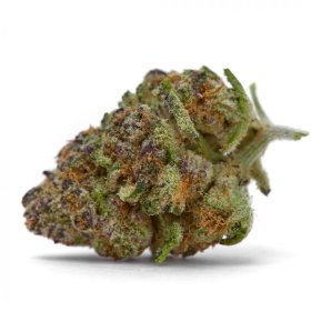 Purple  Sunset  Auto  Flowering  Cannabis  Seeds 0