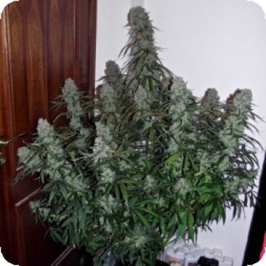 Quick  Flowering  T H C  Feminised  Cannabis  Seeds